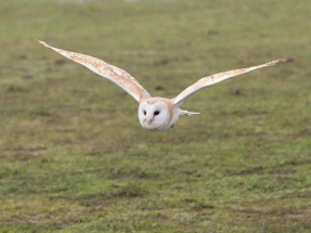 Barn owl in flight Jim Berkshire