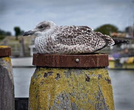 Resting Herring Gull by Jeff Royce