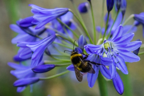 Busy Bee by Den Heffernon